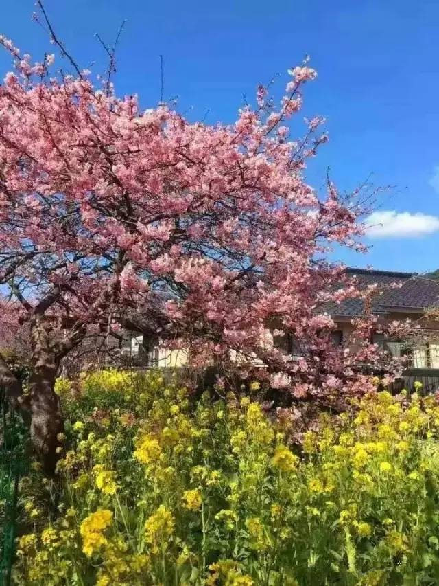 八百壮士 八百壯士