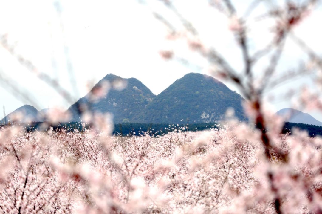 兵王归来之孤狼行动